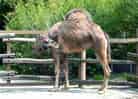 ヒトコブラクダの写真 3